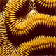 Brain Coral Ultra Closeup