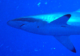 Dusky Shark