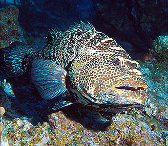 Tiger Grouper