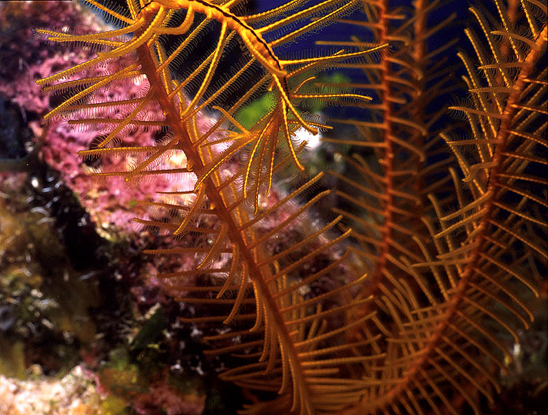 Golden Crinoid