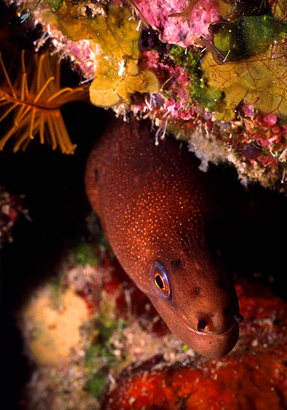 Goldentail Moray Eel