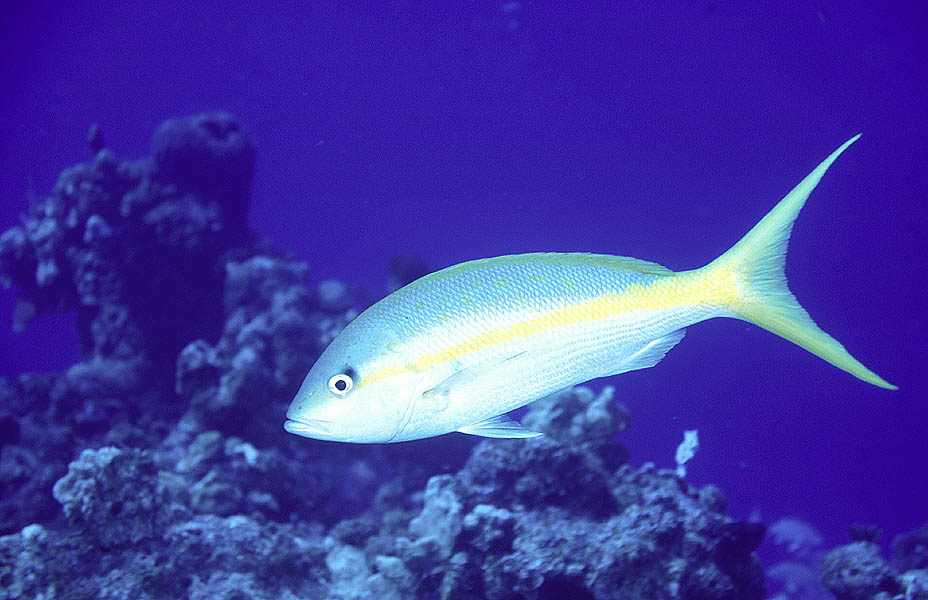 Yellowtail Snapper