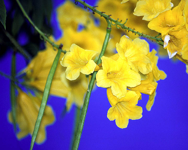 Yellow Elder Blossoms
