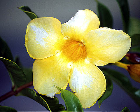Yellow Elder Blossom