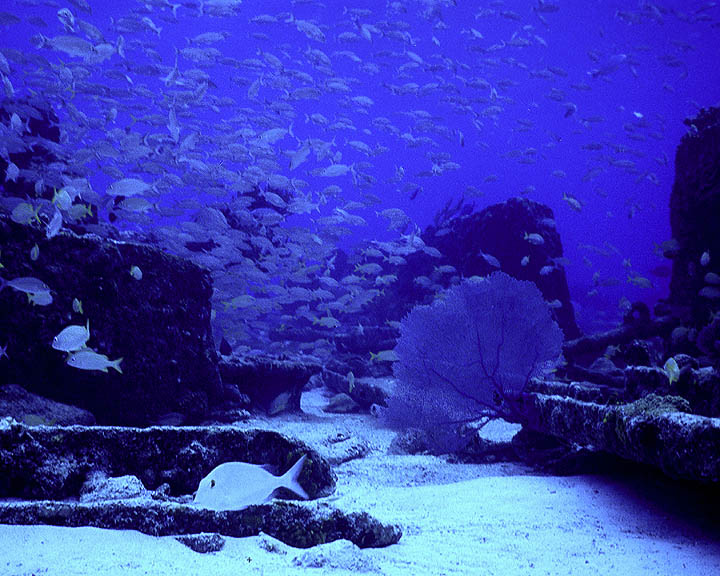 Schooling Grunts at the Sugar Wreck