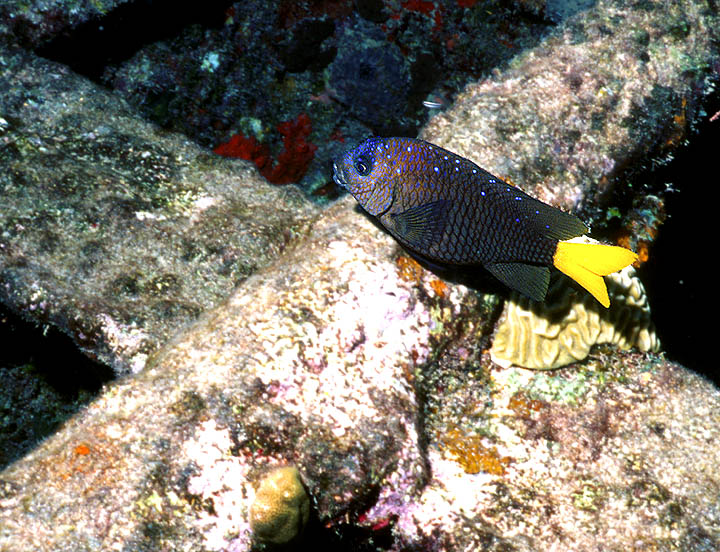 Yellowtail Damselfish