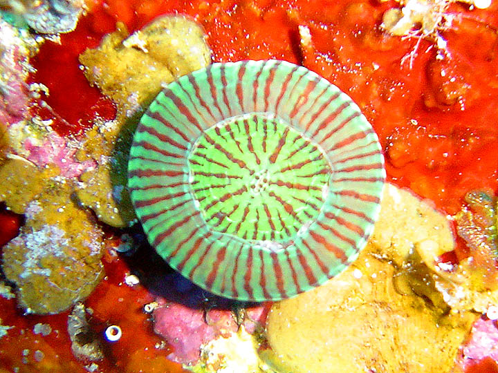 Unidentified Fleshy Coral