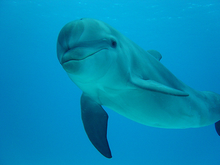 Atlantic Bottlenosed Dolphin Little Ricky