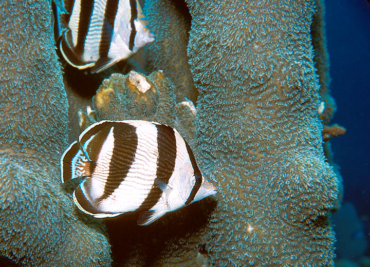 Banded Butterflyfish