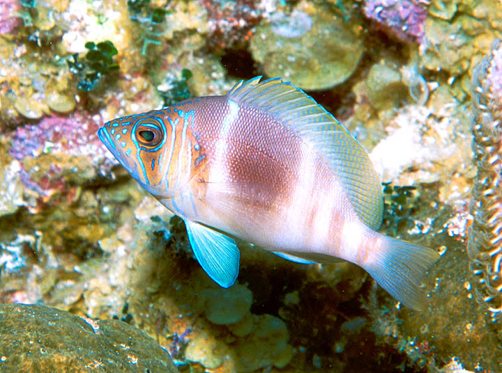 Barred Hamlet