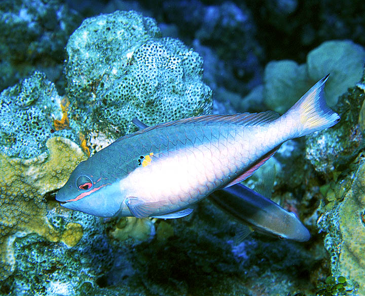 Adult Redband Parrotfish