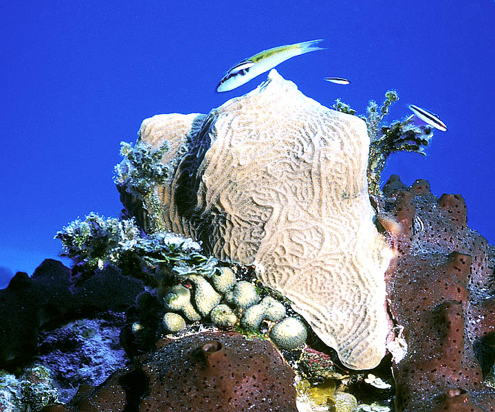 Wrasse at a Lettuce Coral Reef