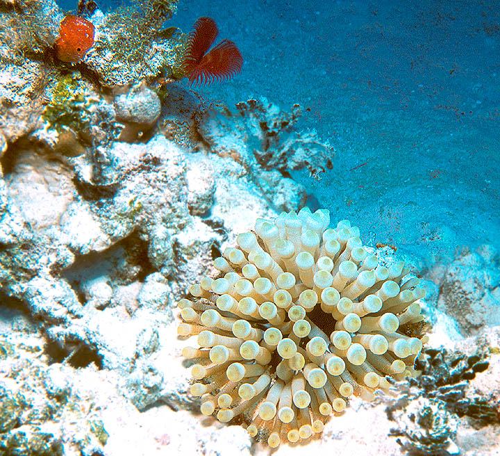 Giant Anemone with Split-Crown Feather Duster Worm Nearby
