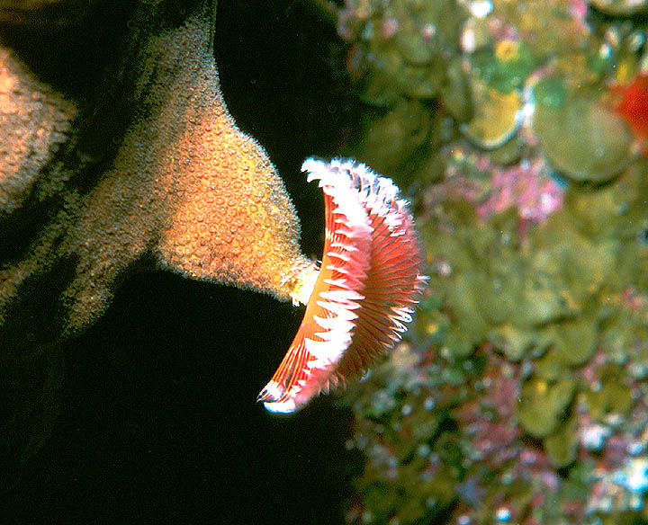 Split-Crown Feather Duster Worm