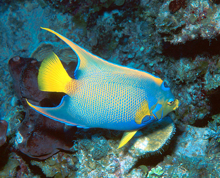 Queen Angelfish