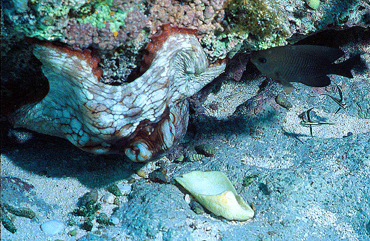 Caribbean Common Octopus