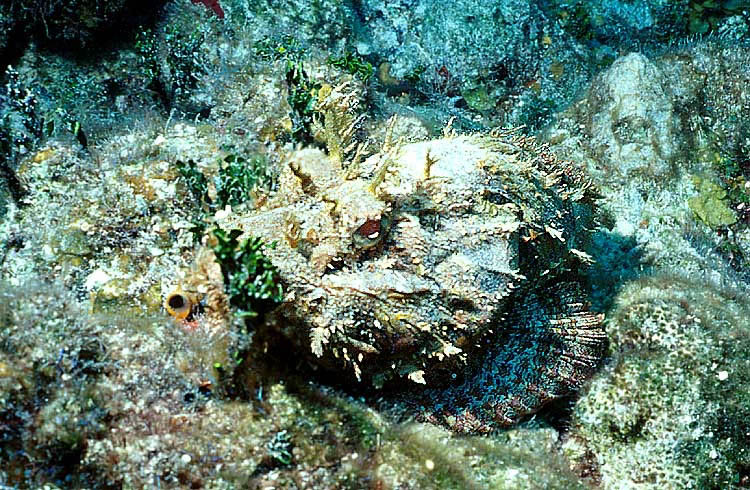 Scorpionfish