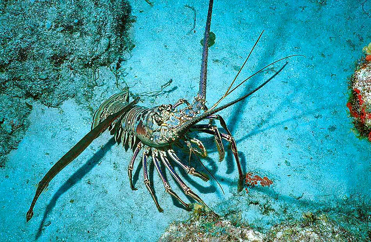 Trumpetfish Shadow Stalks near a Caribbean Spiny Lobster