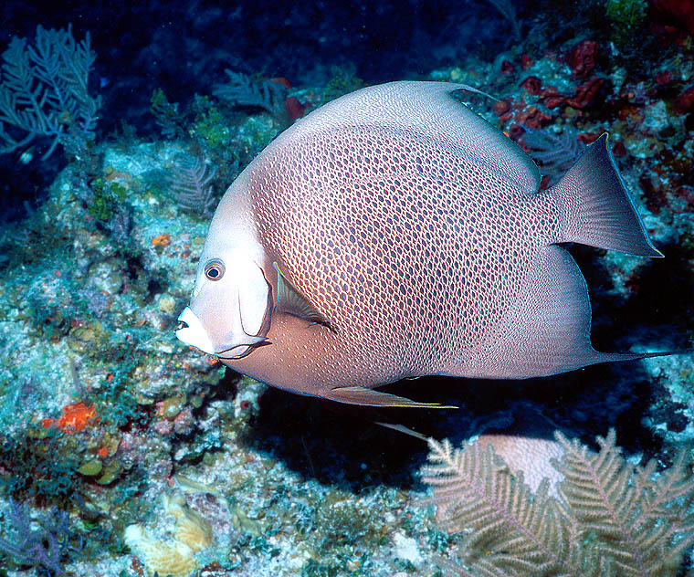 Gray Angelfish, Cat Cay, The Bahamas