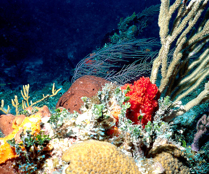 Strong Currents near Victory Reef, Cat Cay, The Bahamas