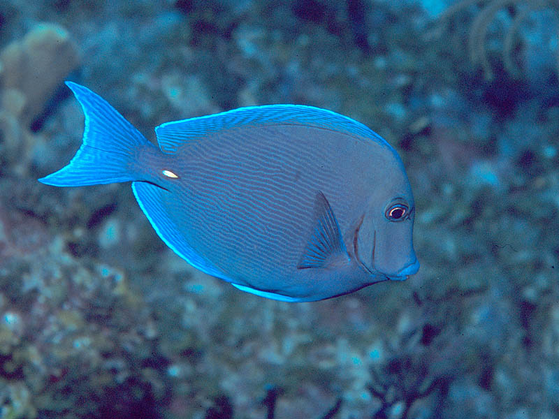 Blue Tang near San Salvador