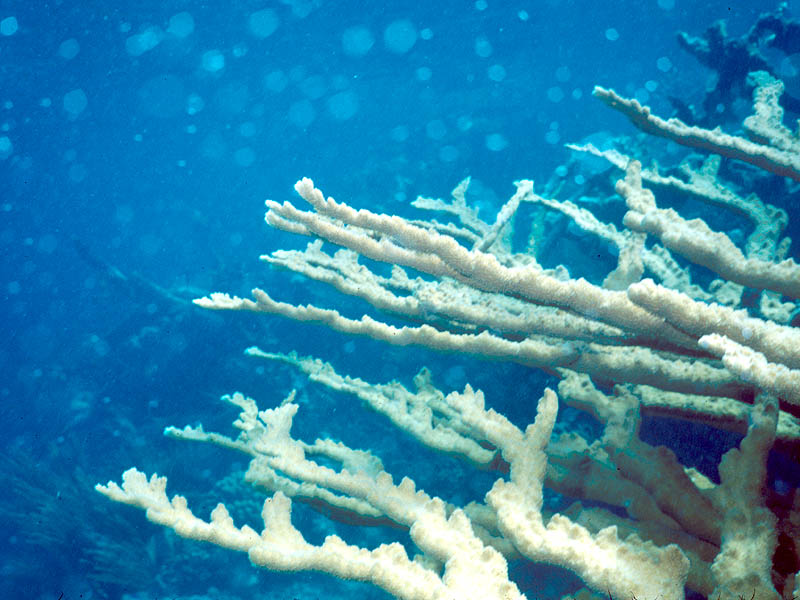 Elkhorn Coral near San Salvador