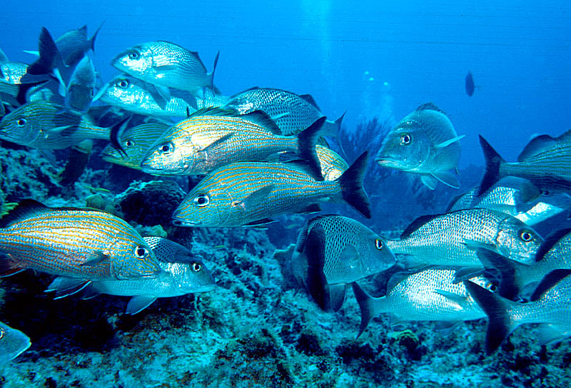 Schooling Grunts near Cayman Brac