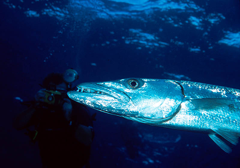 Great Barracuda near Jackson s Wall at Little Cayman Great Barracuda near Jackson s Wall at Little Cayman
