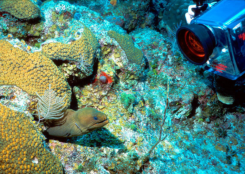 Green Moray gets a Bath at Chimneys Wall