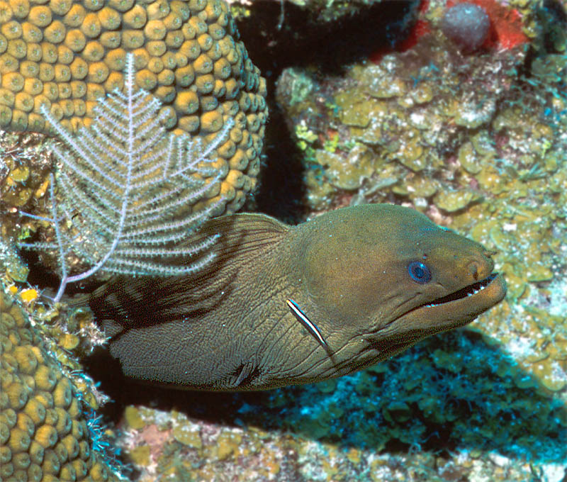 Close Up of Green Moray and Goby at Chimneys Wall