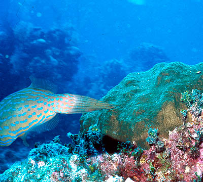 The Scrawled Filefish that Got Away