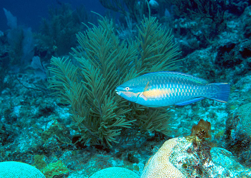 Princess Parrotfish on Sergeant Major Reef, Cayman Brac