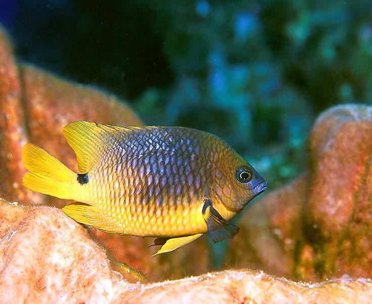 Cocoa Damselfish at Telephone Pole Reef, San Salvador