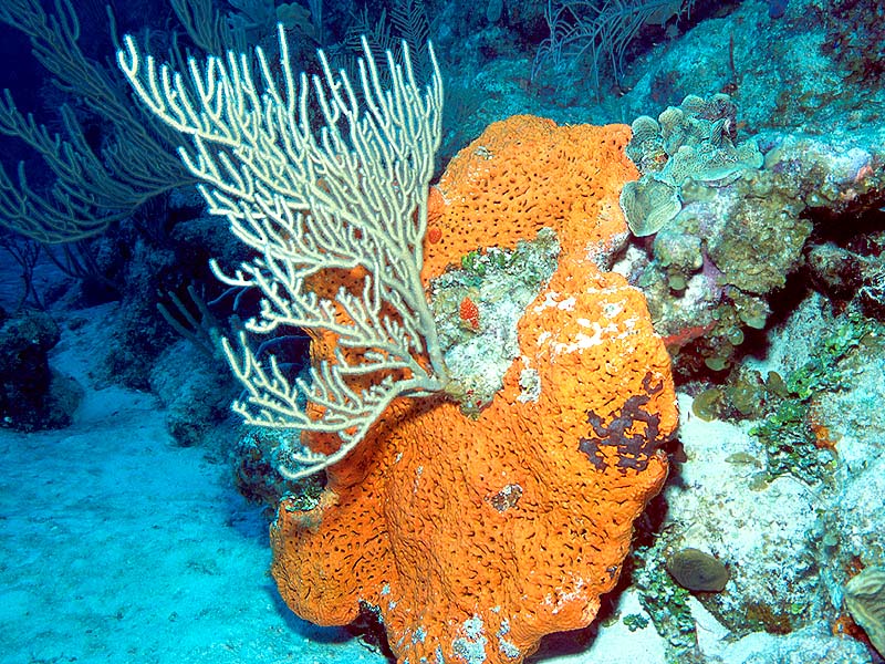 Sea Rod Coral and Elephant Ear Sponge, Aquarium Reef, Grand Turk