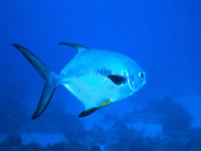 Pelagic Permit Visits Hawksbill Reef, Bimini