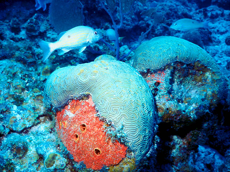 sponges in ocean. Sponges and Corals Battle