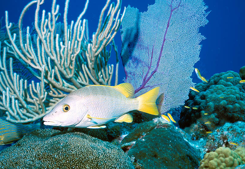 Schoolmaster at Coral Gardens Reef near Grand Turk