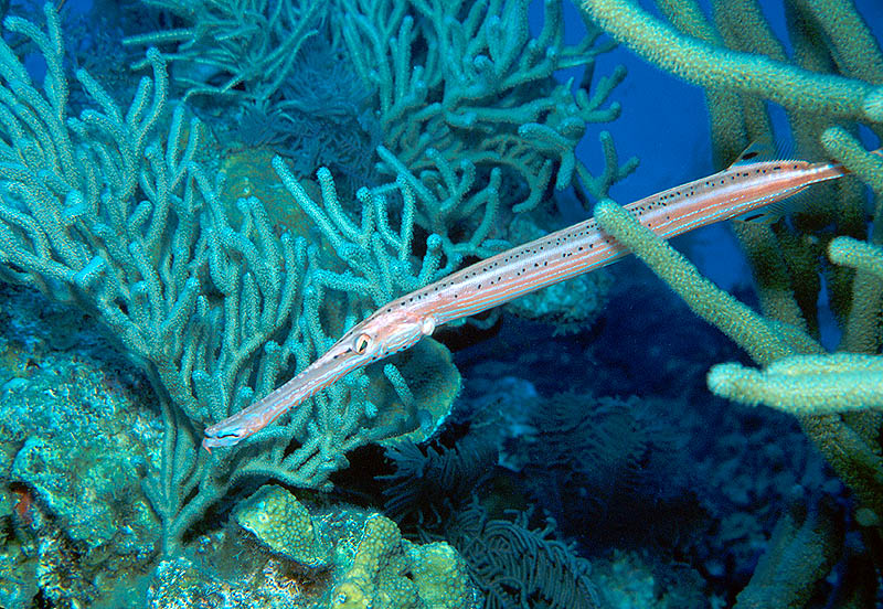 Trumpetfish at The Aquarium Reef near Grand Turk