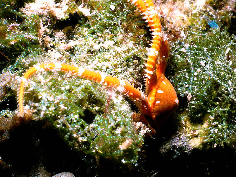 Unusual Orange Banded-Arm Brittle Star, San Salvador