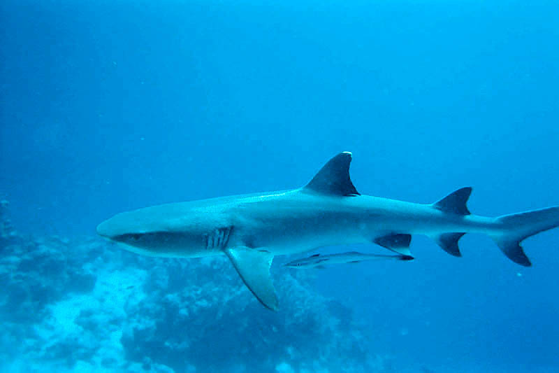 Excitement from Down Under: White-Tipped Reef Shark and Remora from Australia