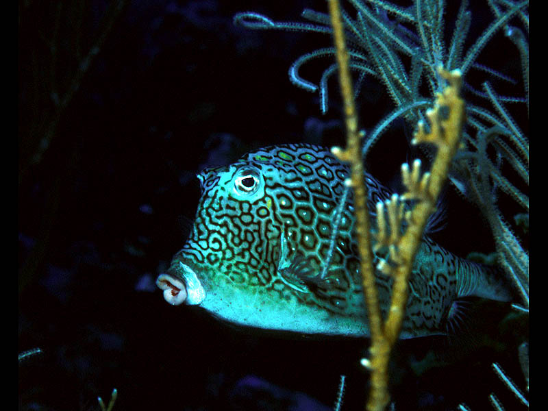 Surprising a Honeycomb Cowfish near San Salvador