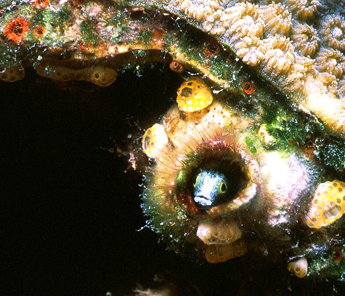 Tiny Spinyheaded Blenny among Button Tunicates near San Salvador