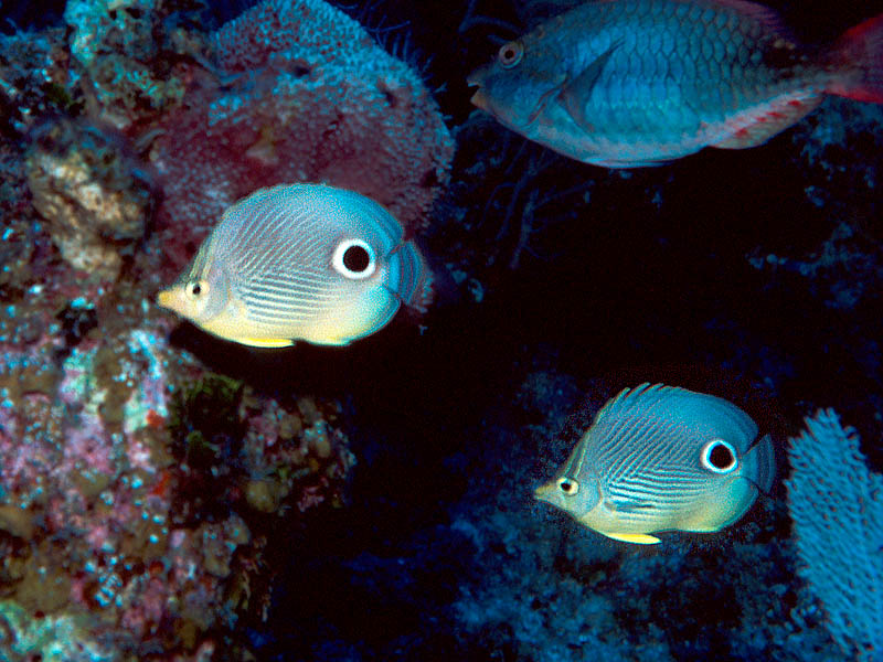 Mated Pair of 4-Eye Butterflyfish at Shangri-La Reef near San Salvador