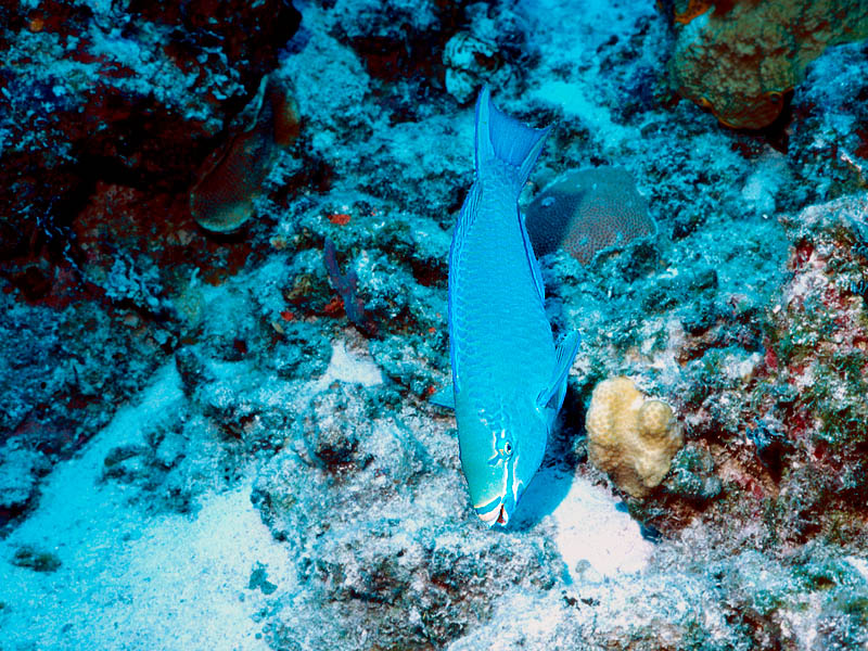 Queen Parrotfish at Runway 10 Reef near San Salvador