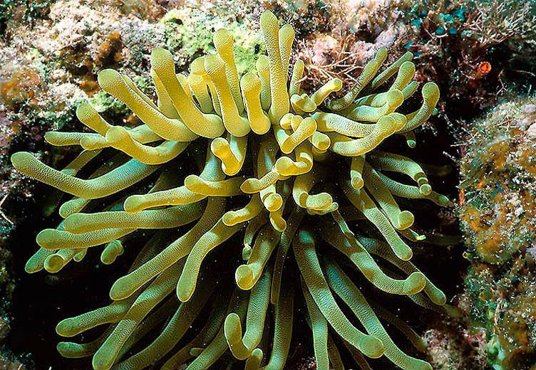 Giant Anemone Lurks in Bimini Reef
