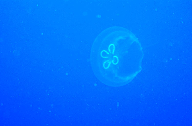 Moon Jelly Prowls the Open Ocean