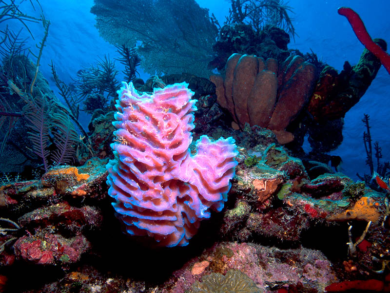 Azure Sponge at Painted Wall Reef