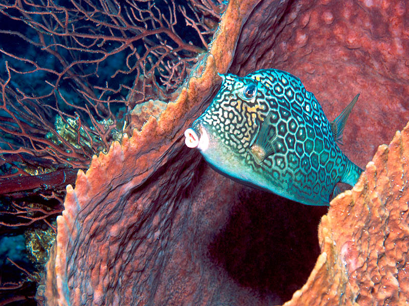 Honeycomb Cowfish and Giant Barrel Sponge