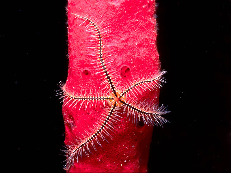 Sponge Brittle Star on Red Rope Sponge