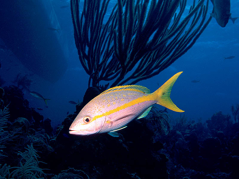 Yellowtail Snapper: Ambassador of the Reef